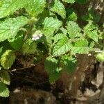 Marsypianthes chamaedrys Hoja