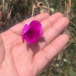 Cistanthe grandifloraफूल