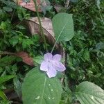Ruellia prostrata फूल