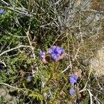 Phacelia distans Kukka