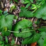 Dorstenia contrajerva Leaf