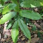 Talisia guianensis Leaf