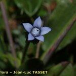 Comastoma tenellum Квітка