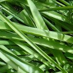 Scilla hyacinthoides পাতা