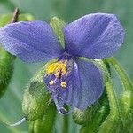 Tinantia erecta Flower