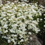 Cerastium alpinum Květ