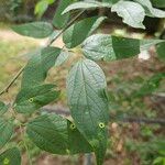 Celtis laevigata Leaf