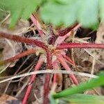 Geranium purpureum പുറംതൊലി