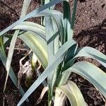 Allium porrum Habit