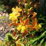 Bulbine frutescens Kvet