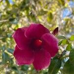 Allamanda blanchetiiFlower