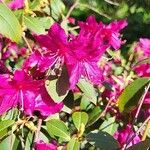Rhododendron concinnum