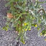 Senecio vulgaris অভ্যাস