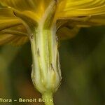 Launaea lanifera 花