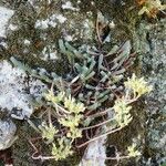 Petrosedum ochroleucum Habitat