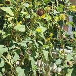 Helianthus petiolaris Habitus