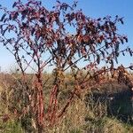 Phytolacca americanaFrunză