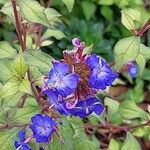 Ceratostigma willmottianum Blüte