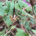 Geranium × oxonianum Fruit