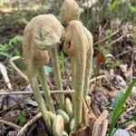 Osmundastrum cinnamomeum Habit