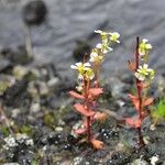 Saxifraga adscendens Habit