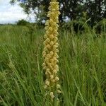 Orchis anthropophora Цвят