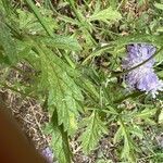 Verbena litoralis Leaf