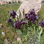 Iris atrofusca Blomma