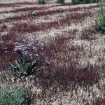 Salicornia procumbens Celota