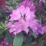 Rhododendron catawbiense Flower