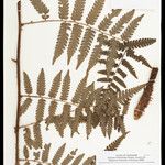 Cyathea cyatheoides Folla