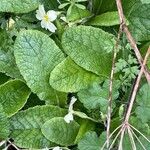 Primula vulgaris Leaf