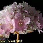 Armeria macrophylla ফুল