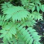 Sorbaria sorbifolia Leaf