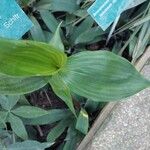 Sobralia powellii Hoja