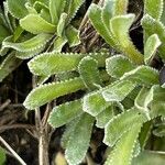 Saxifraga paniculata Leaf