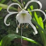 Hymenocallis liriosmeΛουλούδι