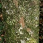 Pradosia ptychandra Bark