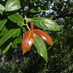 Euonymus lucidus Leaf