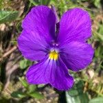 Viola calcarata Flor