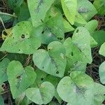 Ipomoea lacunosa Fuelha