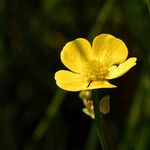 Ranunculus flammula Fula