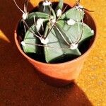 Astrophytum capricorneFolha