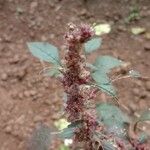 Amaranthus hybridus Flower