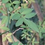 Chrysojasminum fruticans Leaf