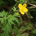 Trollius riederianus Flor