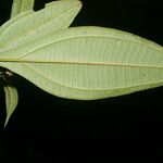 Miconia ligulata Лист