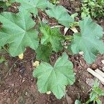 Malva verticillata ഇല