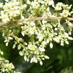 Trigonia rugosa Flower