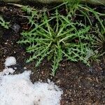 Taraxacum erythrospermum 叶